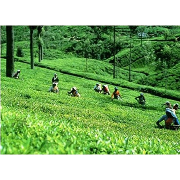Egypt El Arosa Kenyan Black Tea 250g - Image 3